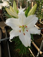 [4426 PO25 Fortesa No02.JPG]